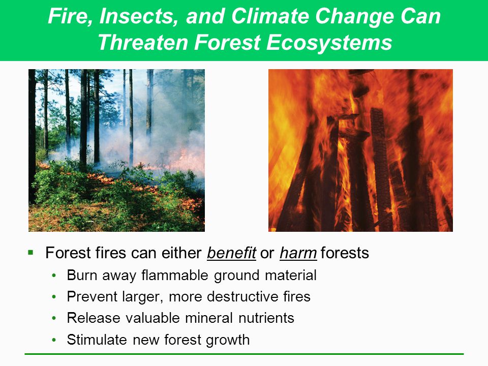 How Do Forest Fires Affect the Environment?